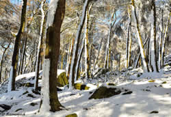 Snowy Roaches Wood by Scarramooch